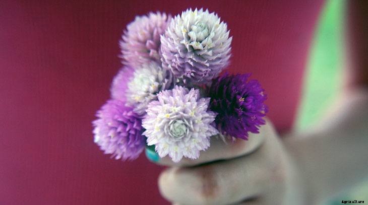 40+ Summer Flowers You Must Have In Your Garden