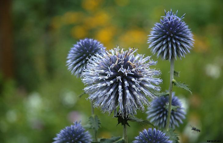 40+ Summer Flowers You Must Have In Your Garden