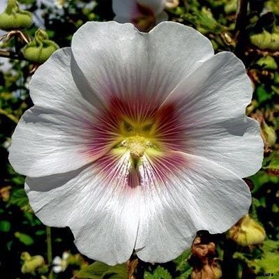 40+ Summer Flowers You Must Have In Your Garden