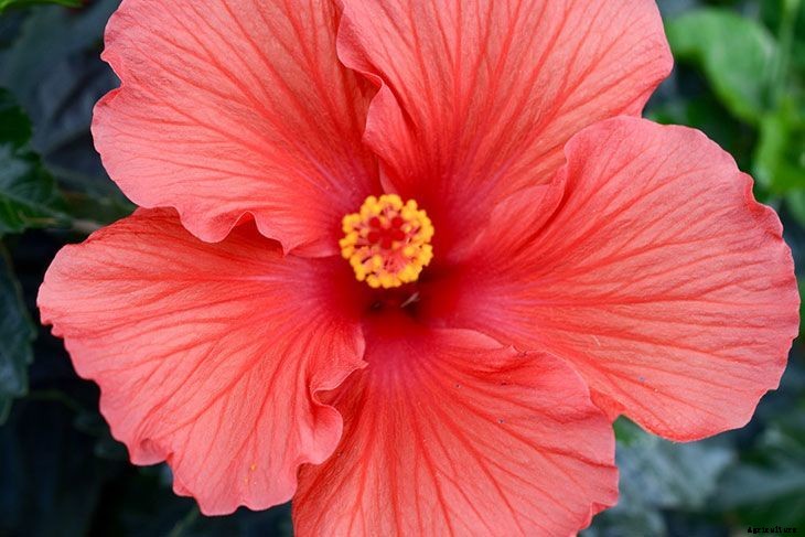 40+ Summer Flowers You Must Have In Your Garden