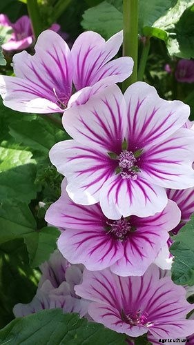 40+ Summer Flowers You Must Have In Your Garden