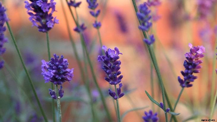 40+ Summer Flowers You Must Have In Your Garden