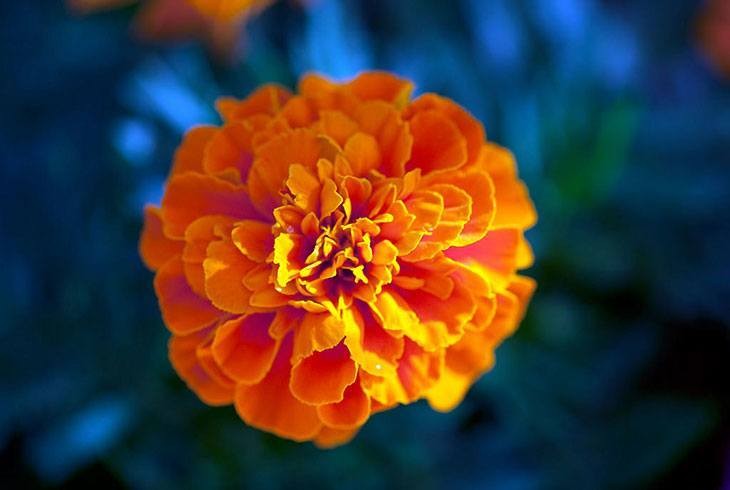 40+ Summer Flowers You Must Have In Your Garden