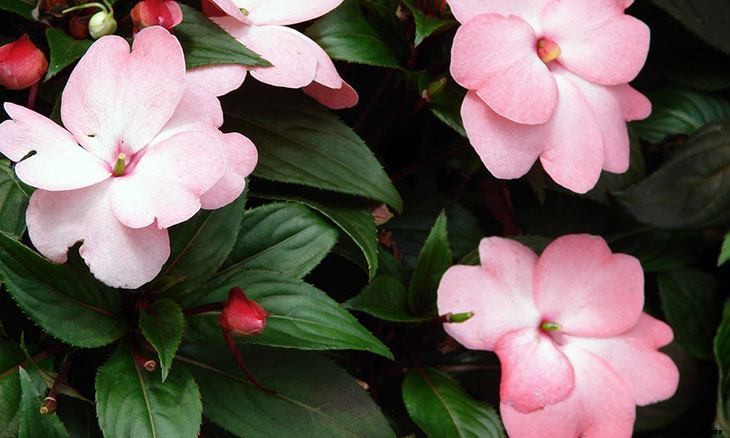 40+ Summer Flowers You Must Have In Your Garden