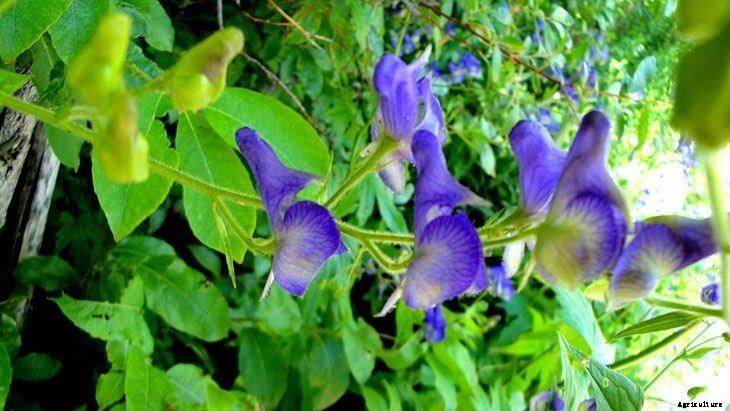 40+ Summer Flowers You Must Have In Your Garden