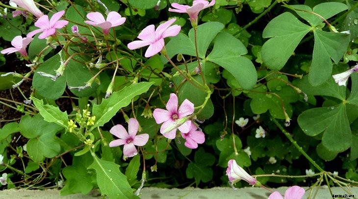 40+ Summer Flowers You Must Have In Your Garden