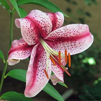 40+ Summer Flowers You Must Have In Your Garden