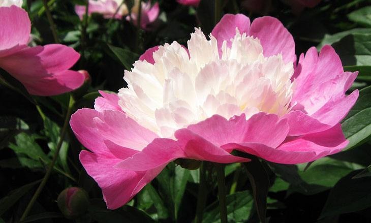 40+ Summer Flowers You Must Have In Your Garden