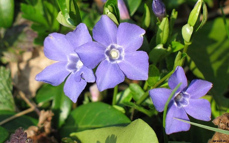 40+ Summer Flowers You Must Have In Your Garden