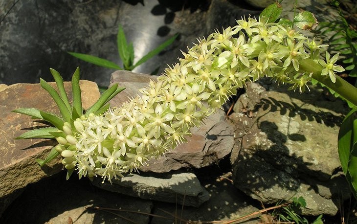 40+ Summer Flowers You Must Have In Your Garden