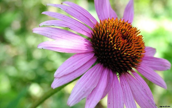 40+ Summer Flowers You Must Have In Your Garden