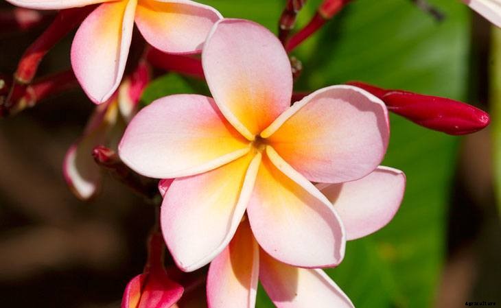 40+ Summer Flowers You Must Have In Your Garden