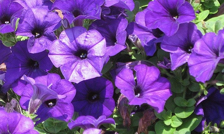 40+ Summer Flowers You Must Have In Your Garden