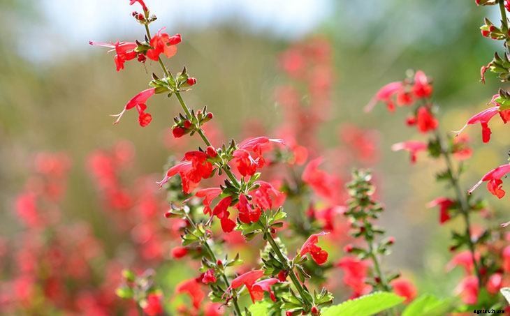 40+ Summer Flowers You Must Have In Your Garden