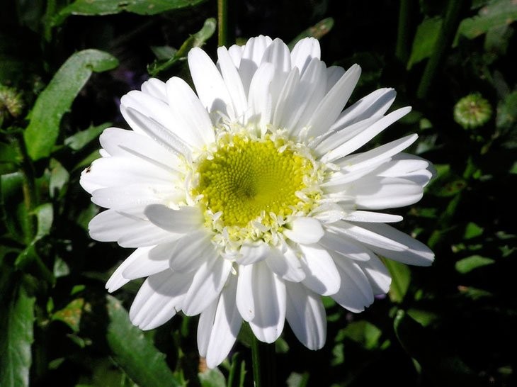 40+ Summer Flowers You Must Have In Your Garden