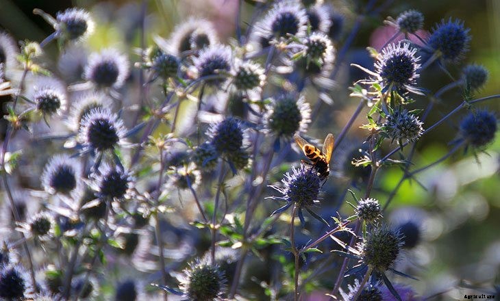 40+ Summer Flowers You Must Have In Your Garden