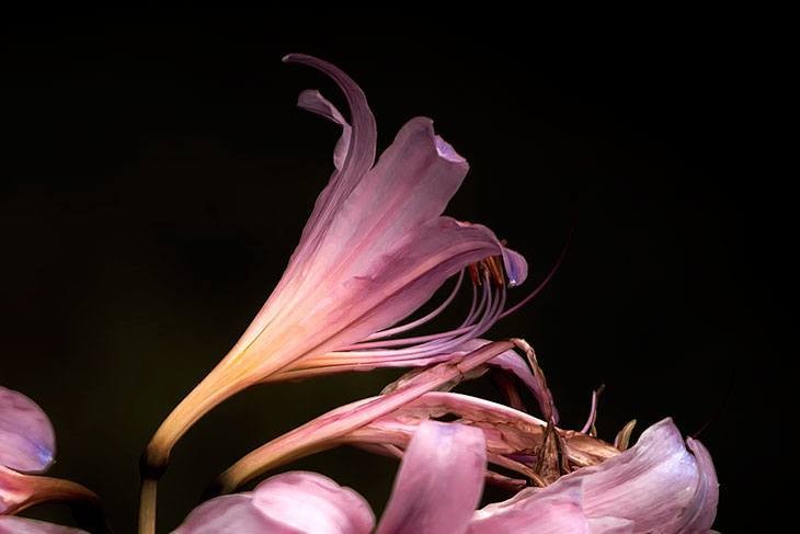 40+ Summer Flowers You Must Have In Your Garden