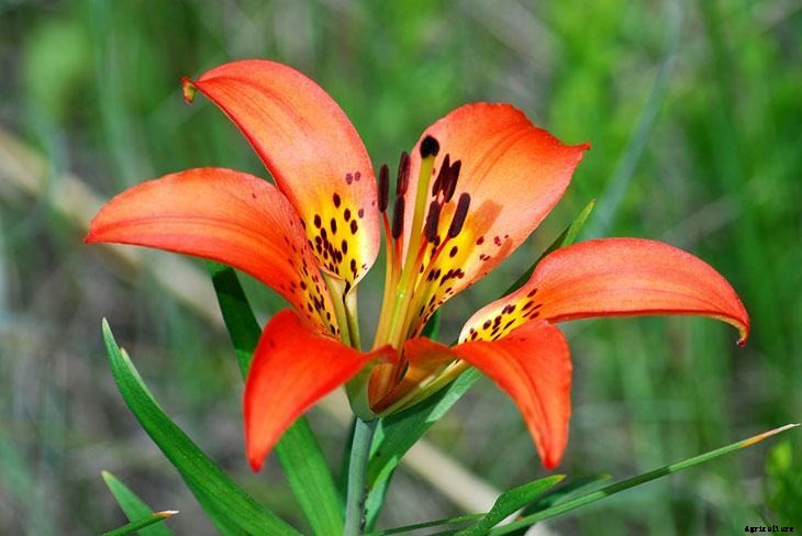 40+ Summer Flowers You Must Have In Your Garden