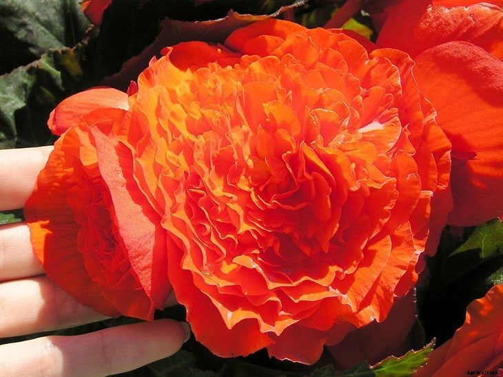 40+ Summer Flowers You Must Have In Your Garden