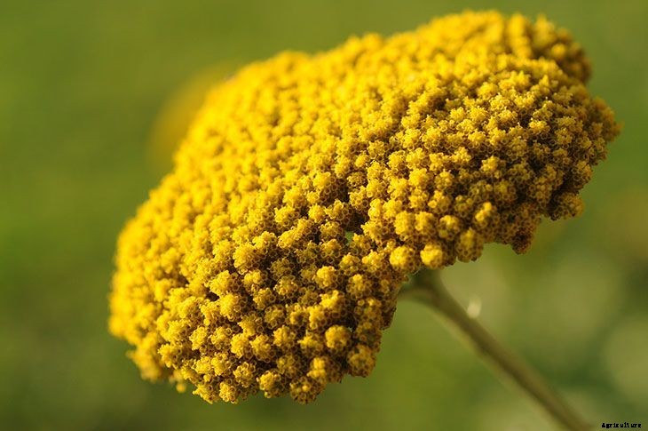 40+ Summer Flowers You Must Have In Your Garden