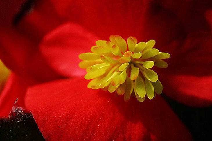 40+ Summer Flowers You Must Have In Your Garden