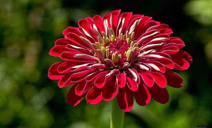 40+ Summer Flowers You Must Have In Your Garden