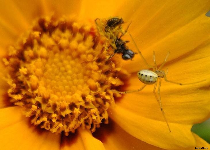 40+ Summer Flowers You Must Have In Your Garden