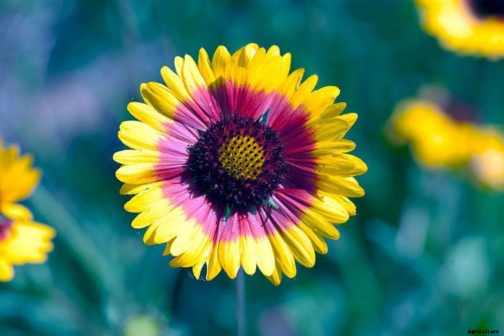 40+ Summer Flowers You Must Have In Your Garden