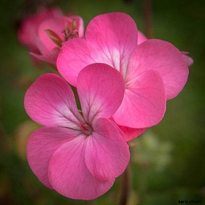 40+ Summer Flowers You Must Have In Your Garden