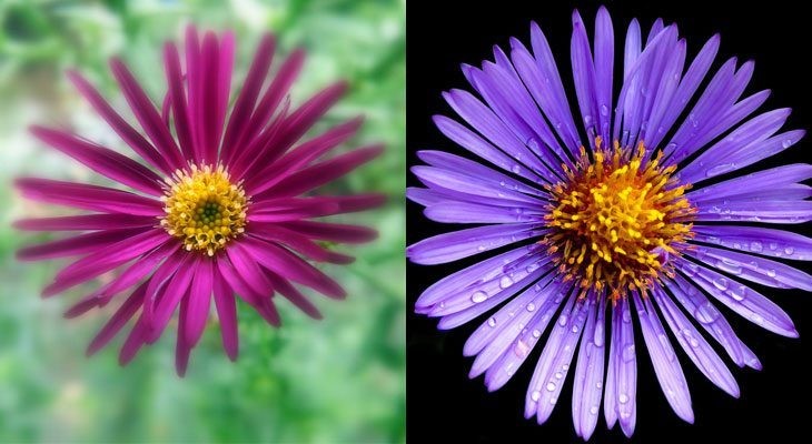 How to Grow Asters