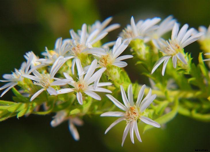 How to Grow Asters