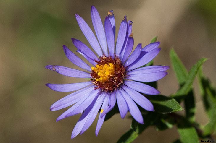 How to Grow Asters