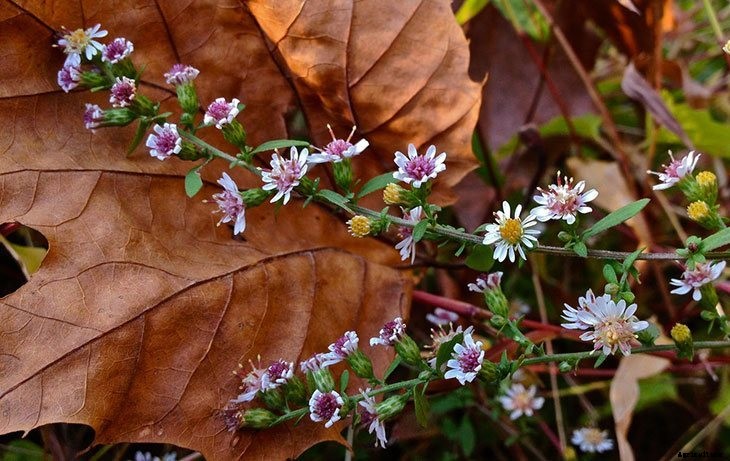 How to Grow Asters