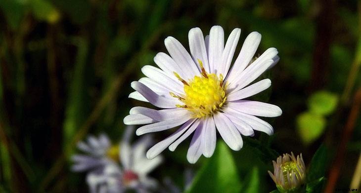How to Grow Asters