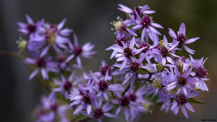 How to Grow Asters