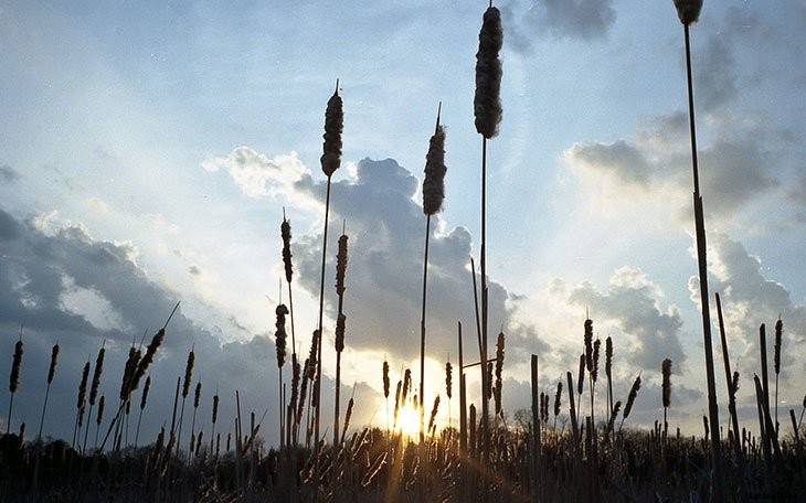 Foraging for Food: 10 Useful Plants to Look For