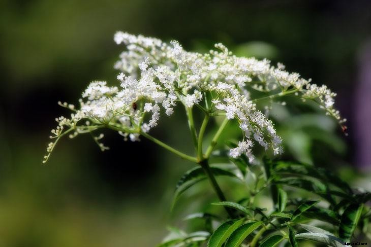 Foraging for Food: 10 Useful Plants to Look For