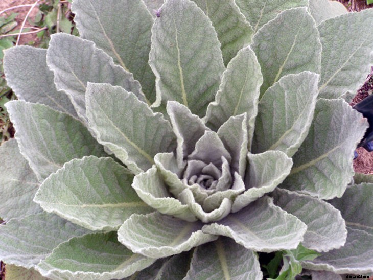 Foraging for Food: 10 Useful Plants to Look For