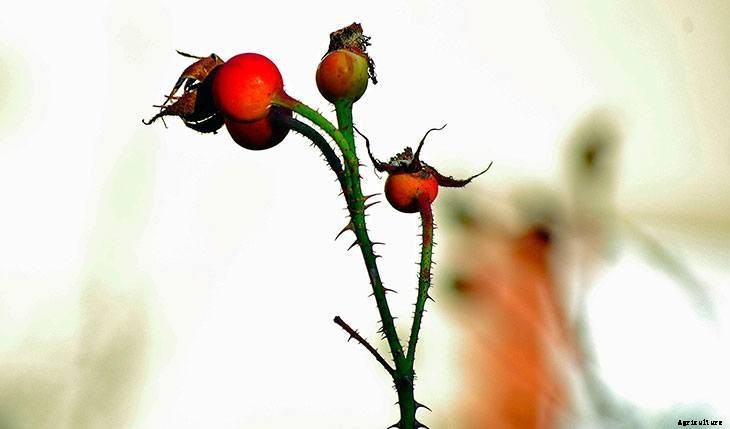 Foraging for Food: 10 Useful Plants to Look For