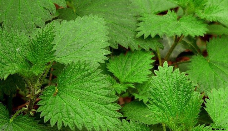 Foraging for Food: 10 Useful Plants to Look For