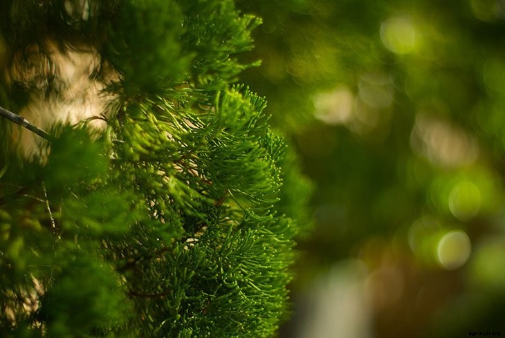 Foraging for Food: 10 Useful Plants to Look For