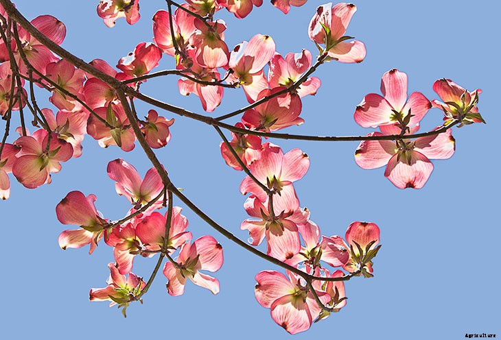 Foraging for Food: 10 Useful Plants to Look For