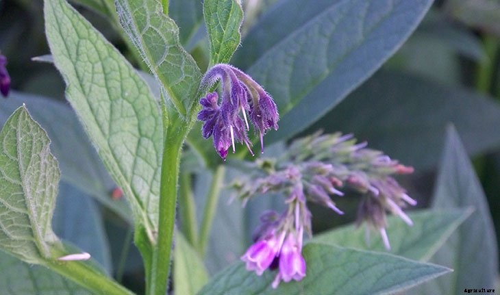 Foraging for Food: 10 Useful Plants to Look For