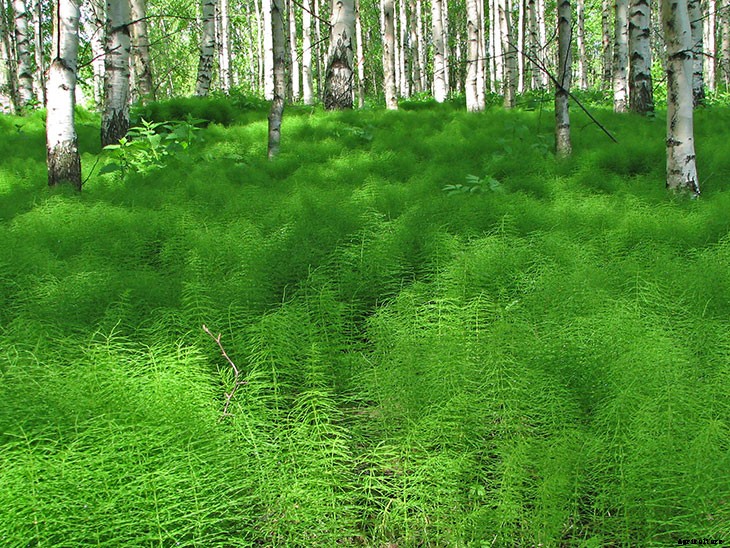 Foraging for Food: 10 Useful Plants to Look For