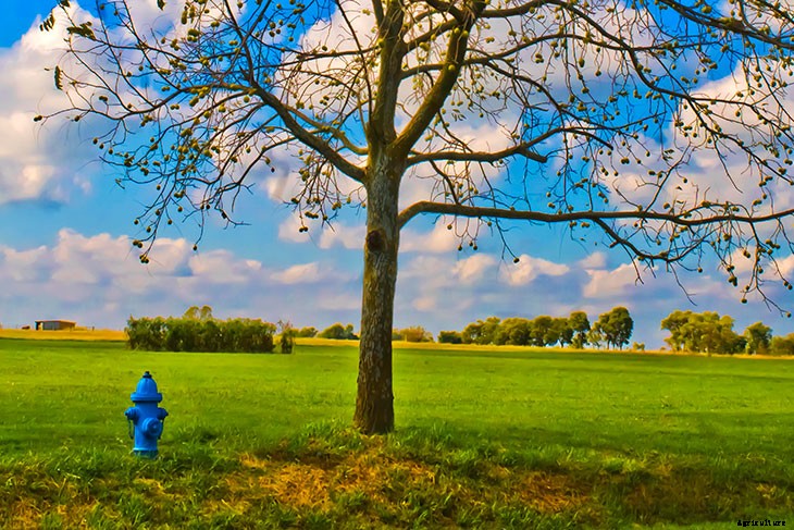 Foraging for Food: 10 Useful Plants to Look For