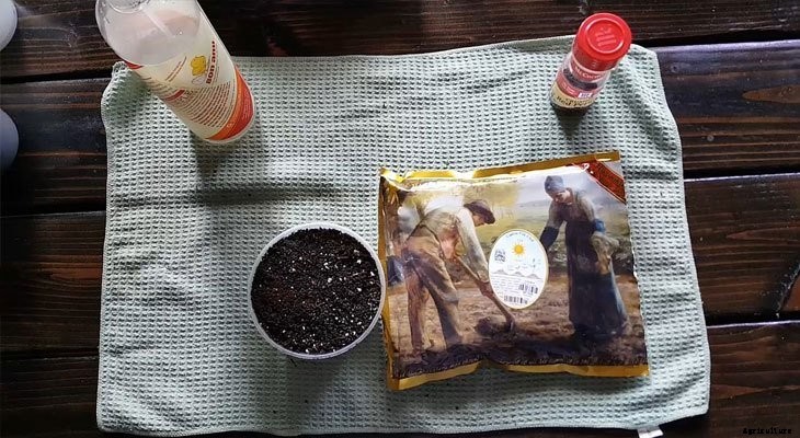 How to Grow Pak Choi Microgreens Fast and Easy