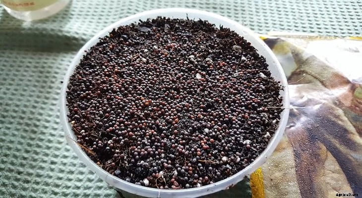 How to Grow Pak Choi Microgreens Fast and Easy