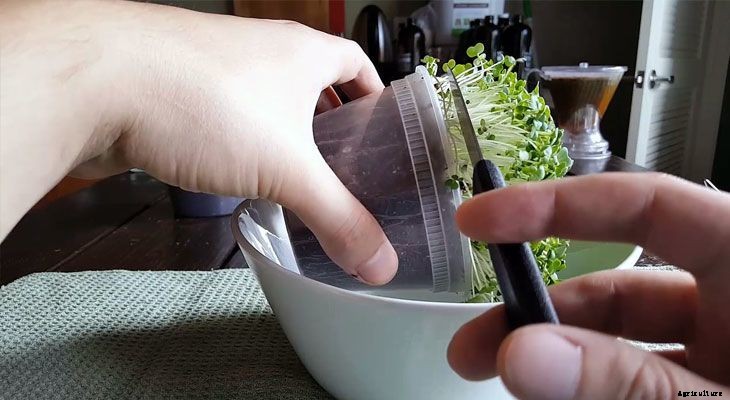 How to Grow Pak Choi Microgreens Fast and Easy