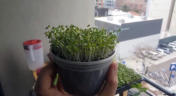 How to Grow Pak Choi Microgreens Fast and Easy
