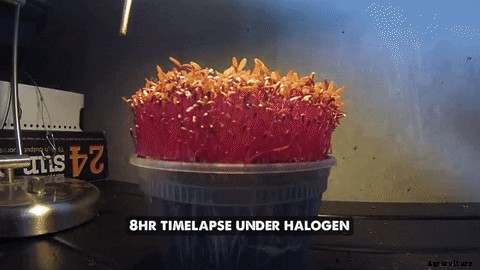 How to Grow Amaranth Microgreens Fast and Easy